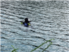 Divers Taking Training in the Lake 